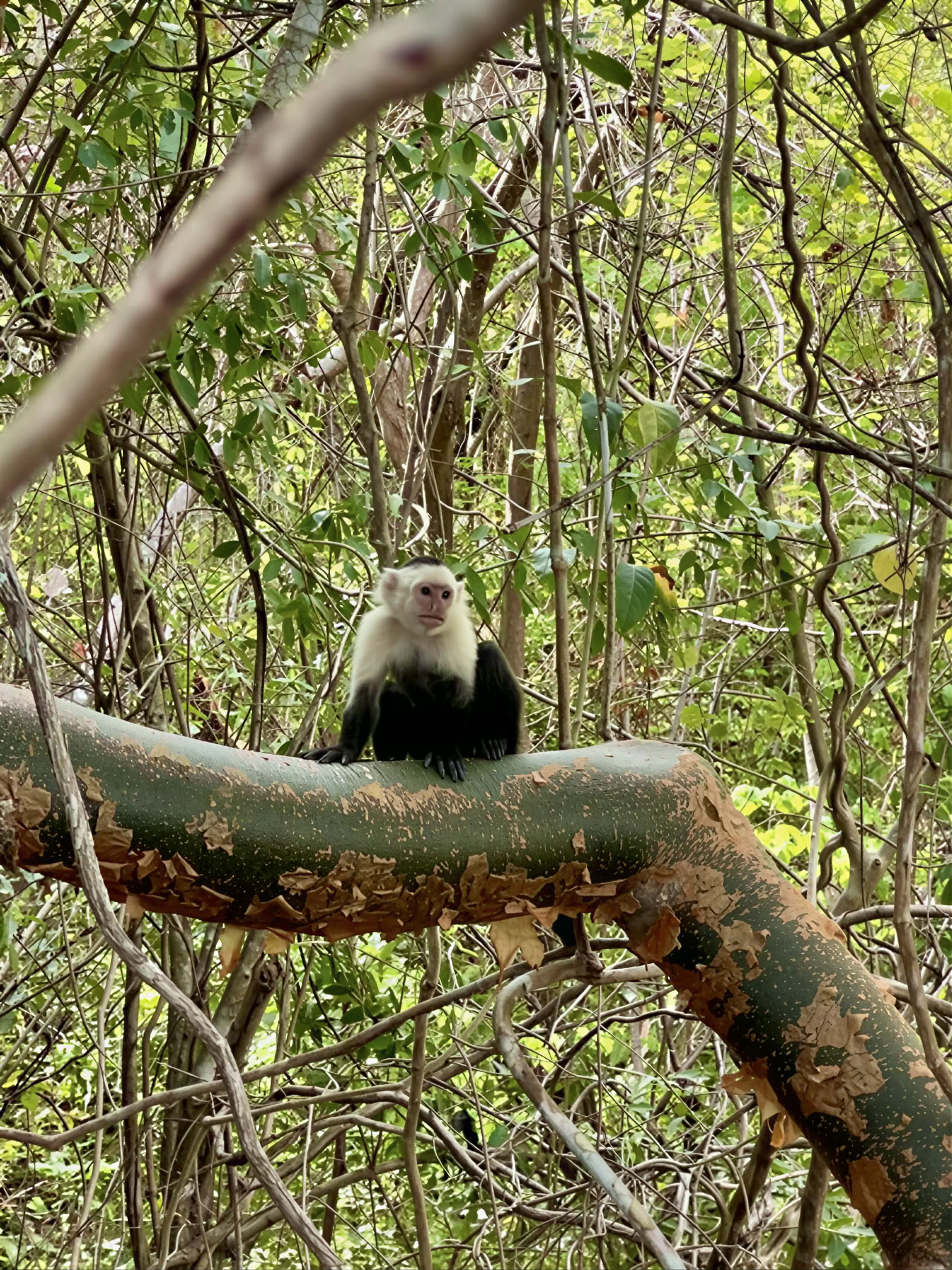 Retiro de aventura en la naturaleza - Costa Rica