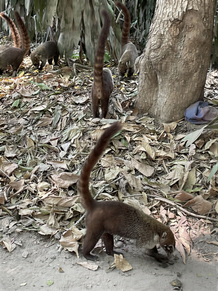 Retiro de aventura en la naturaleza - Costa Rica