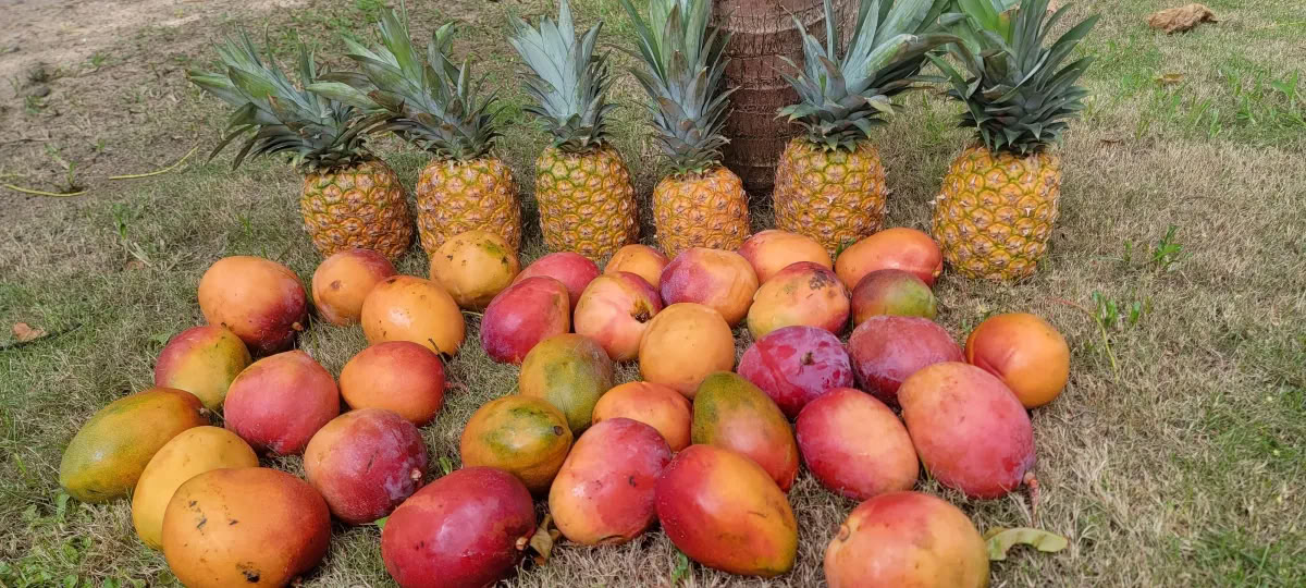 Retorno al paraíso retiro de bienestar