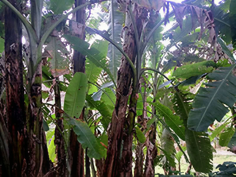 Sanación con sonido