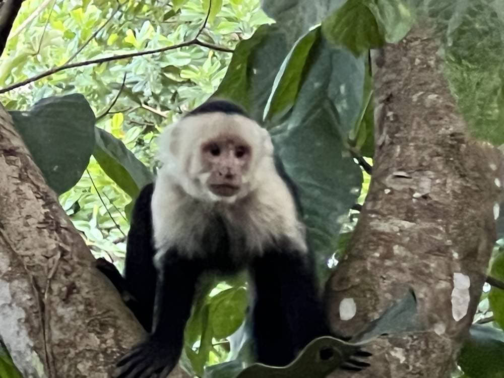 Retiro espiritual de ayahuasca en Costa Rica