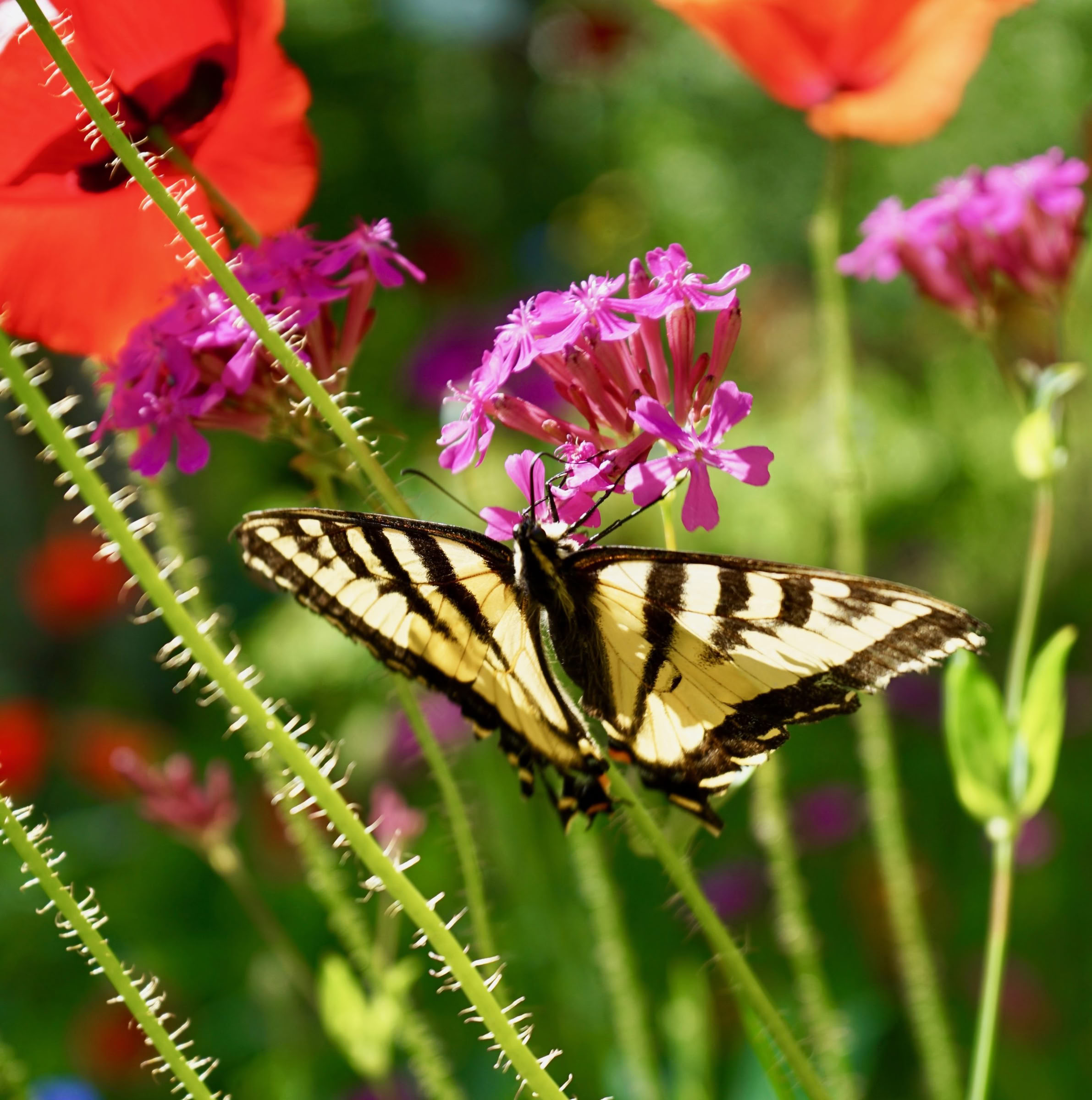 Retiro de yoga y naturaleza con Jacqui Fownes