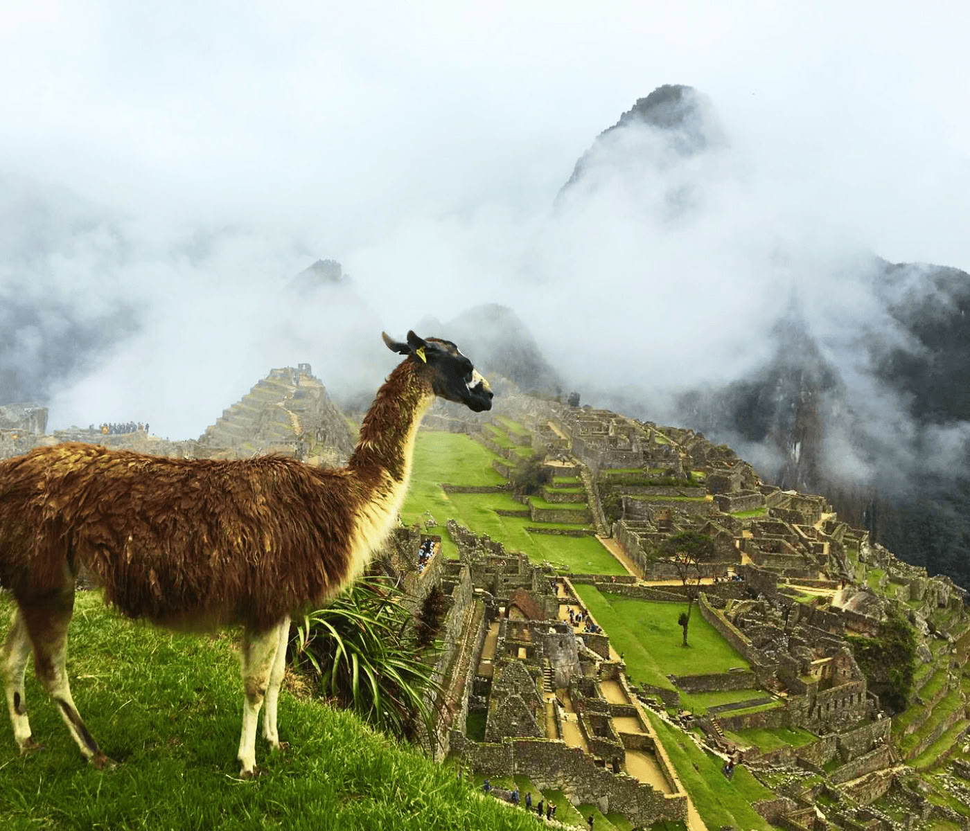7 días de retiro de ayahuasca + Machupicchu
