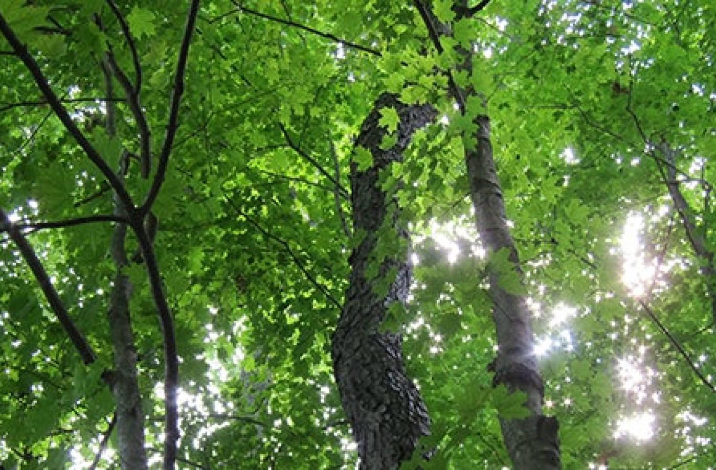 Certificación de guía consciente al aire libre, nivel 1, comunidad forestal