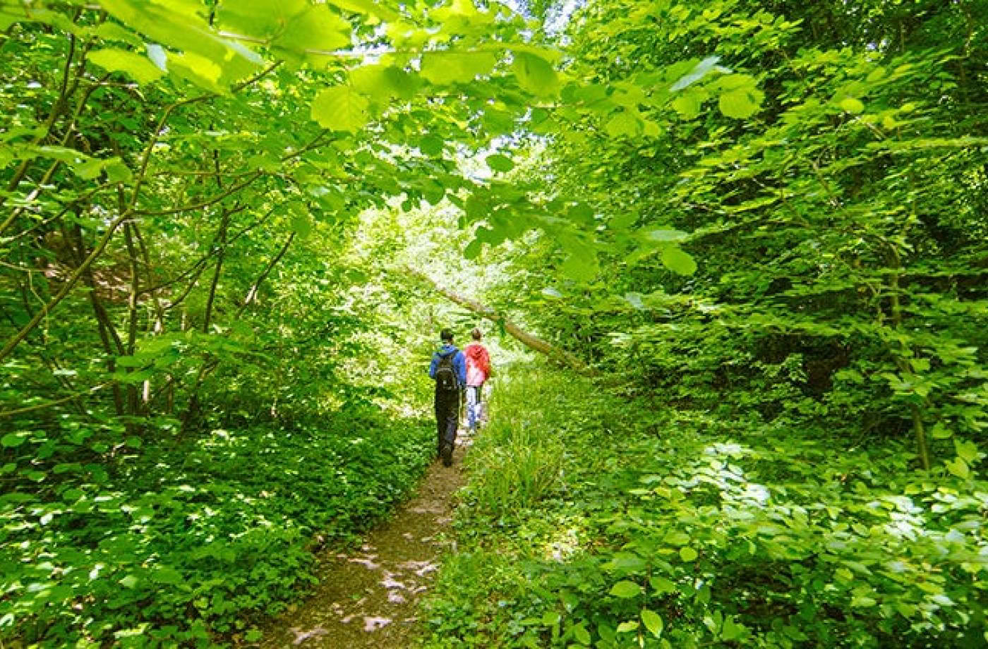Certificación de guía consciente al aire libre, nivel 1, comunidad forestal