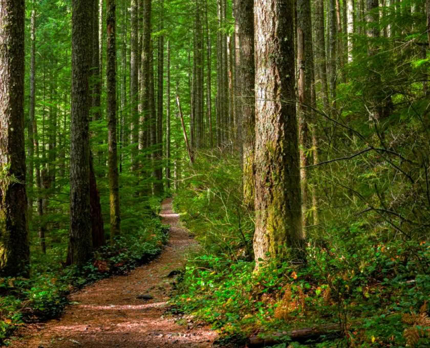 Certificación de guía consciente al aire libre, nivel 1, comunidad forestal