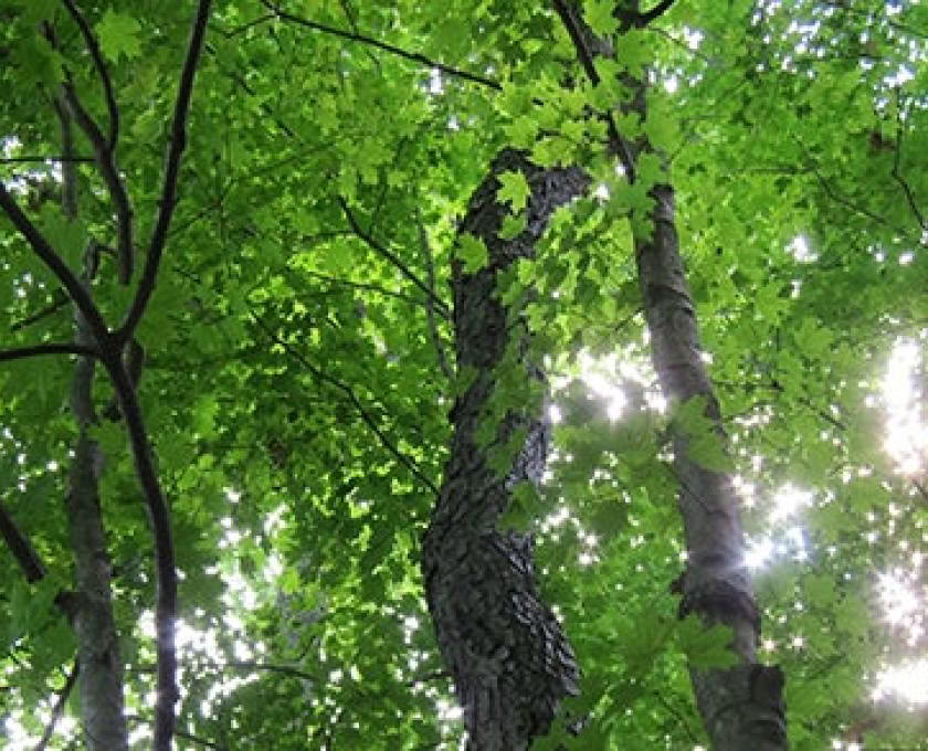 Certificación de guía consciente al aire libre, nivel 1, comunidad forestal