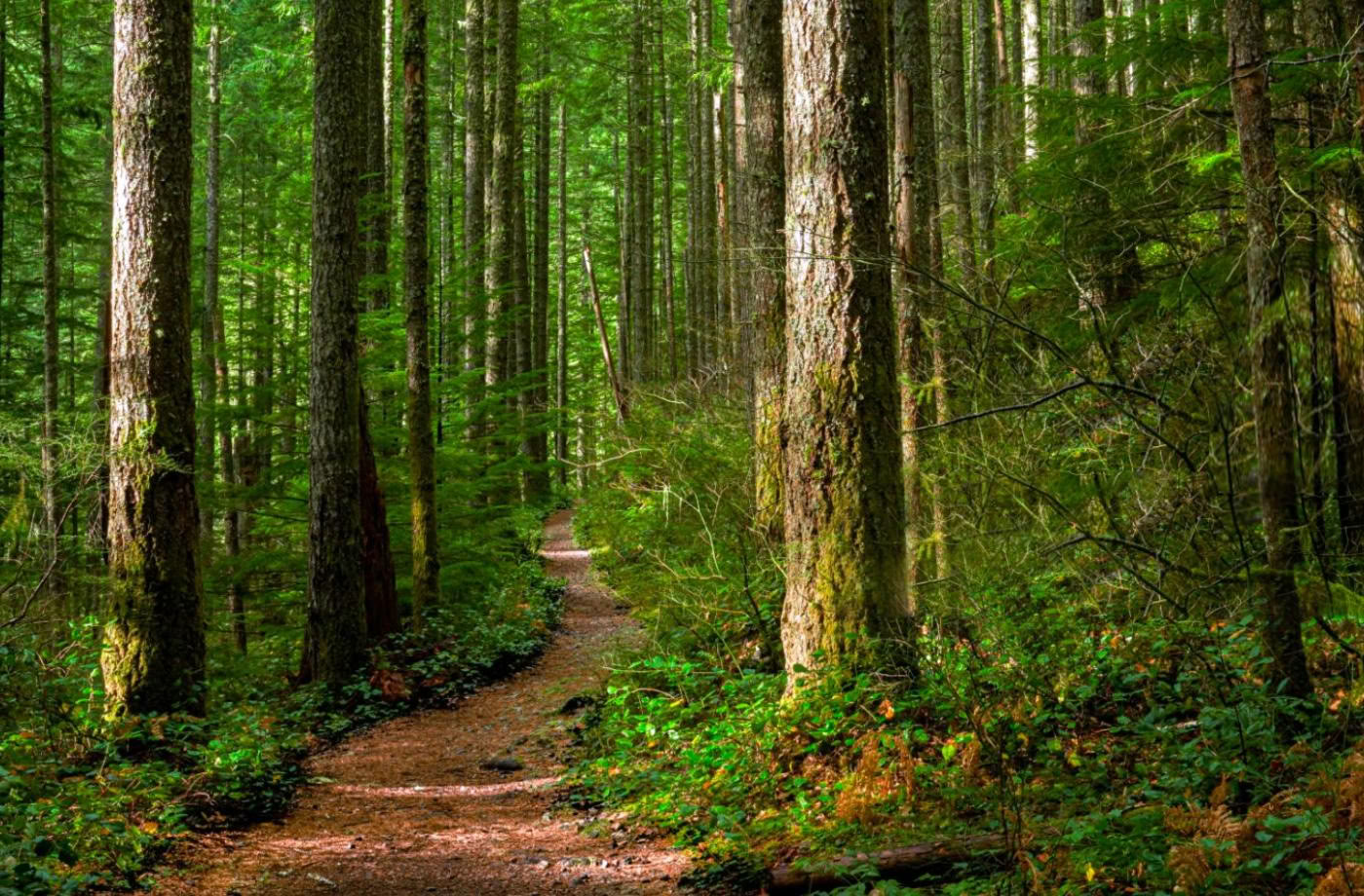 Certificación de Guía Consciente al Aire Libre, Nivel 2 Alineándose con la Naturaleza
