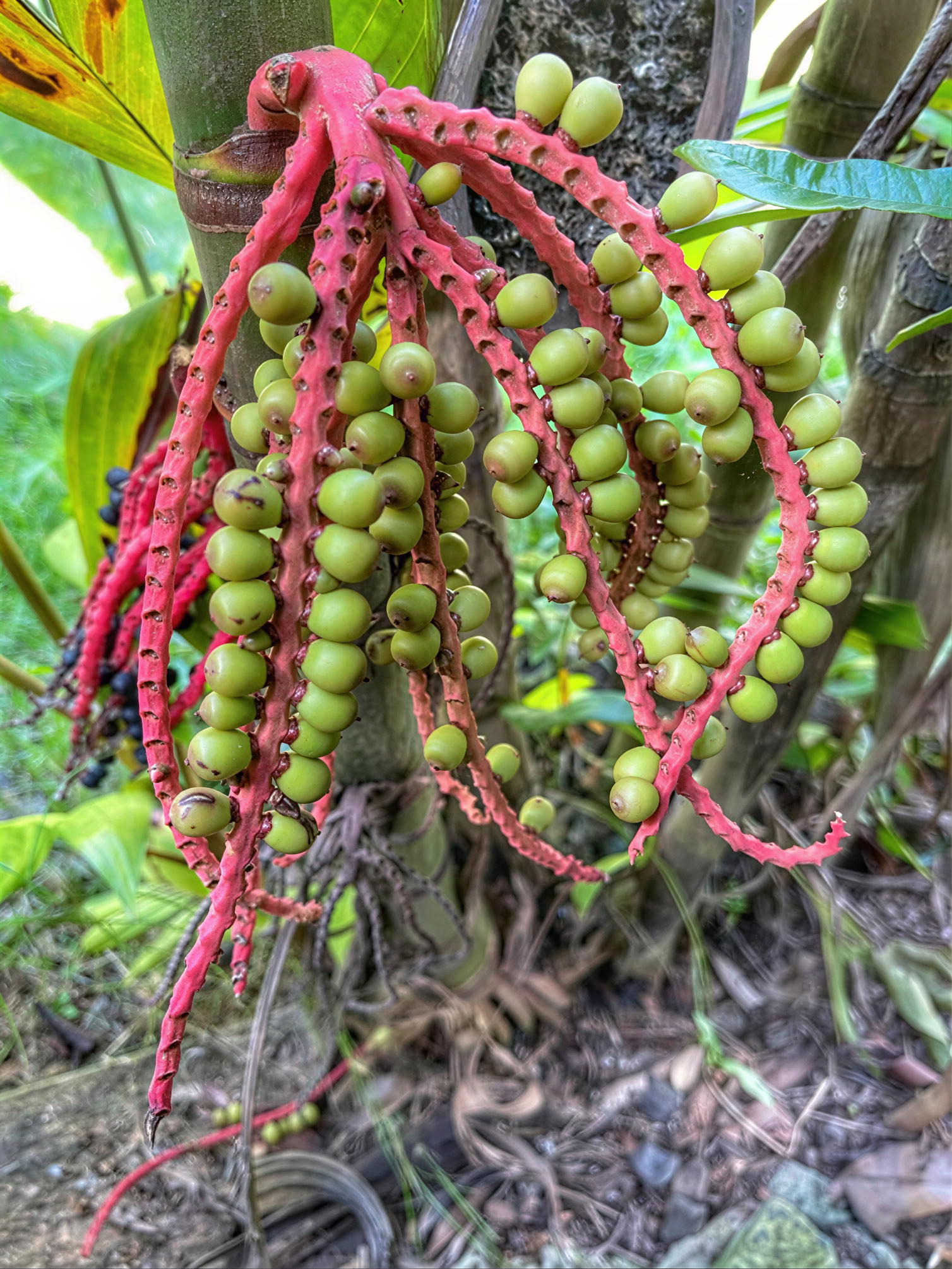 Recorrido por el vivero del jardín sagrado
