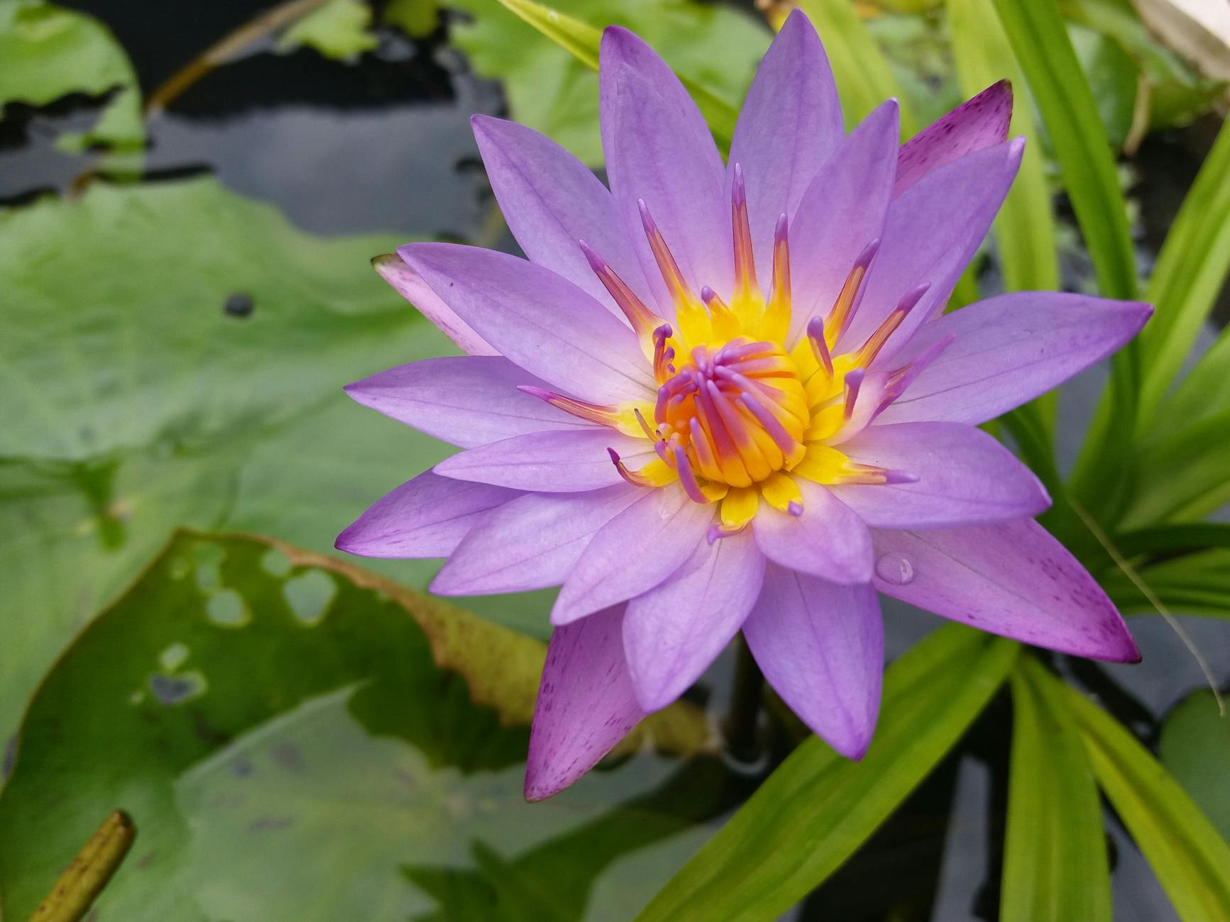 Retiro de sanación indígena de 10 días con Ayurveda y yoga