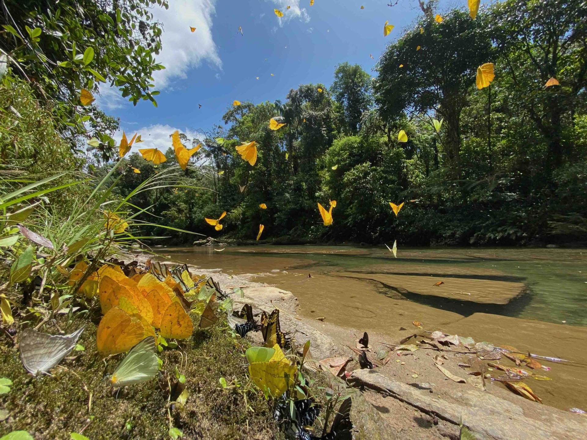 20-29 de noviembre de 2026, naturaleza salvaje de Napo-Galeras, Amazonía ecuatoriana