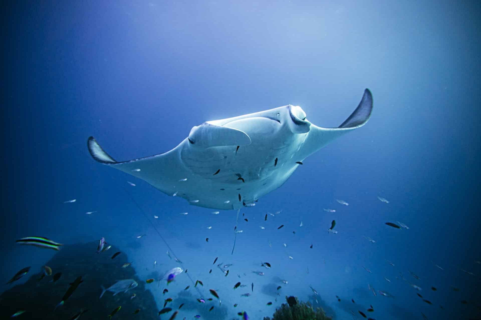 Instructores de apnea y sin aliento de Lady Elliot Island