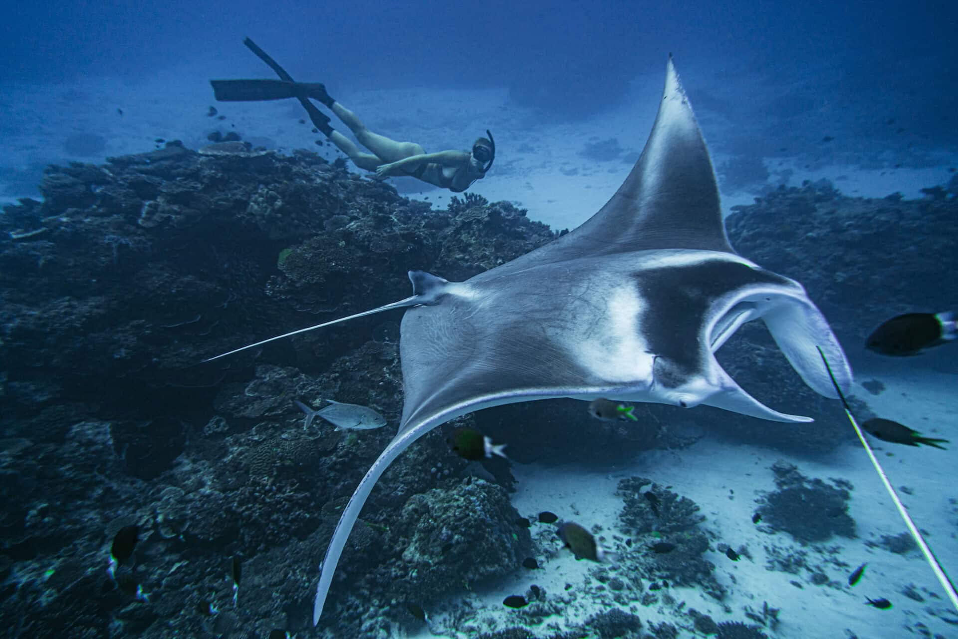 Inmersión libre en Lady Elliot Island e invitación solo para invitados