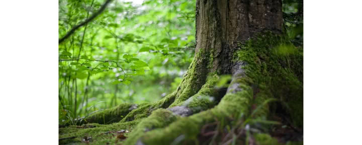 Experiencia de atención plena en el bosque 🌳