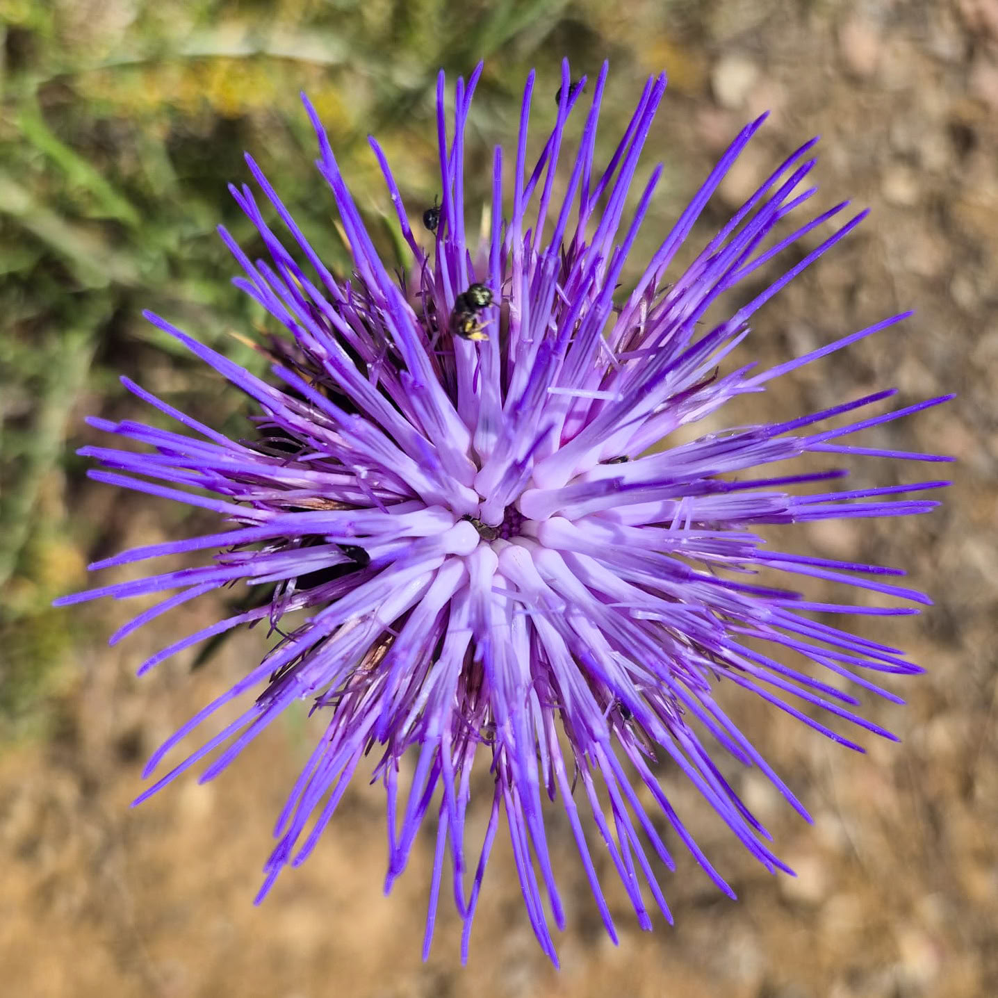 Alquilar Finca La Lola