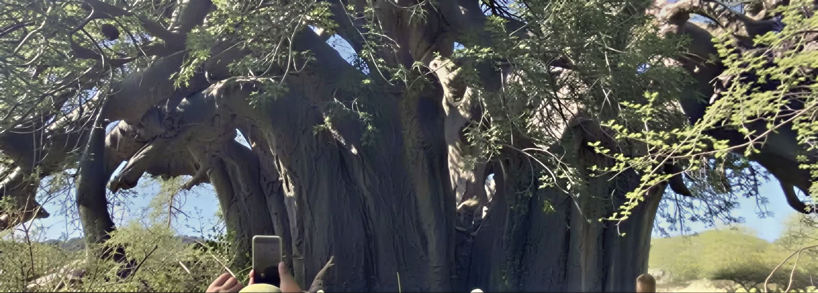 Visita guiada al baobab