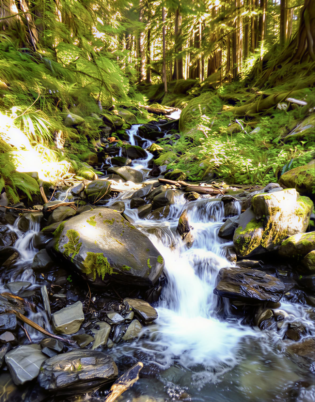 Retiro de sanación, senderismo y yoga en Fox Creek Falls
