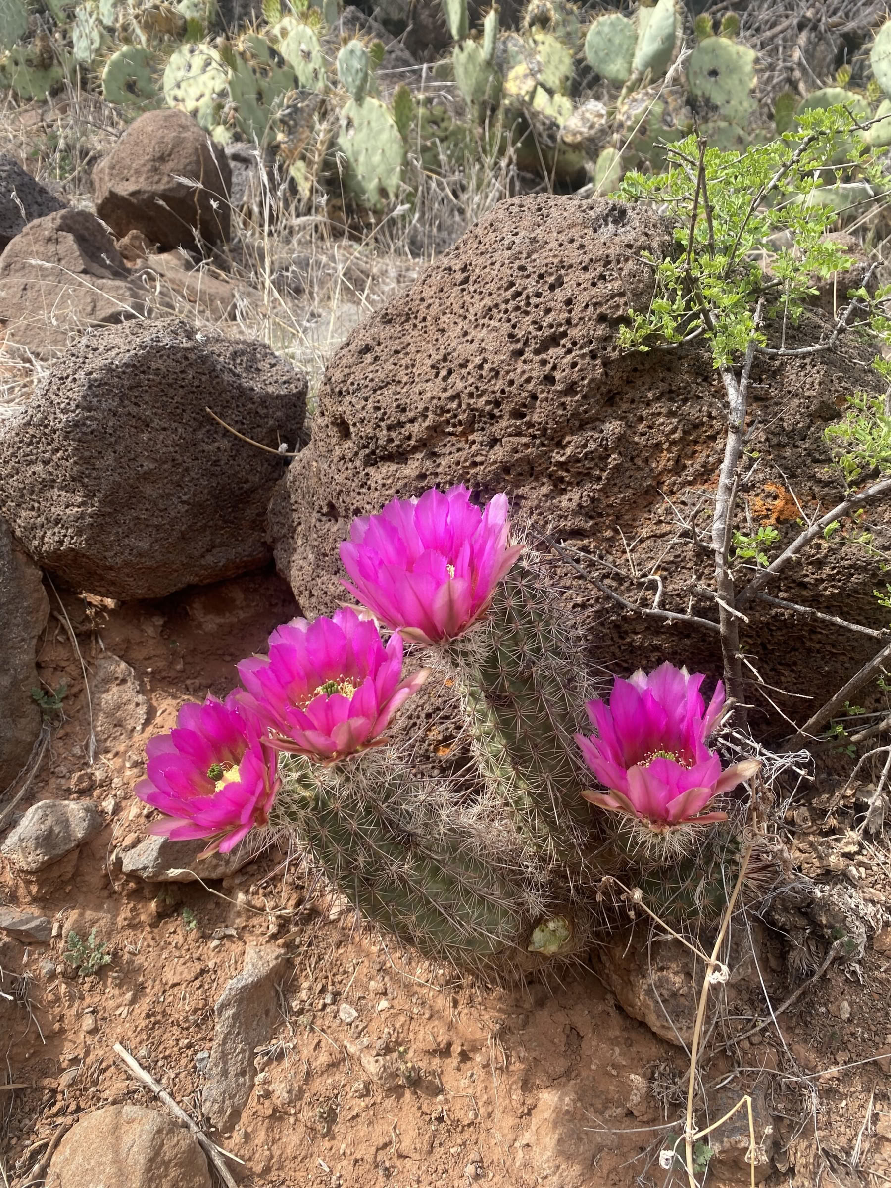 Retiro de yoga, senderismo y sanación en Sedona, Arizona