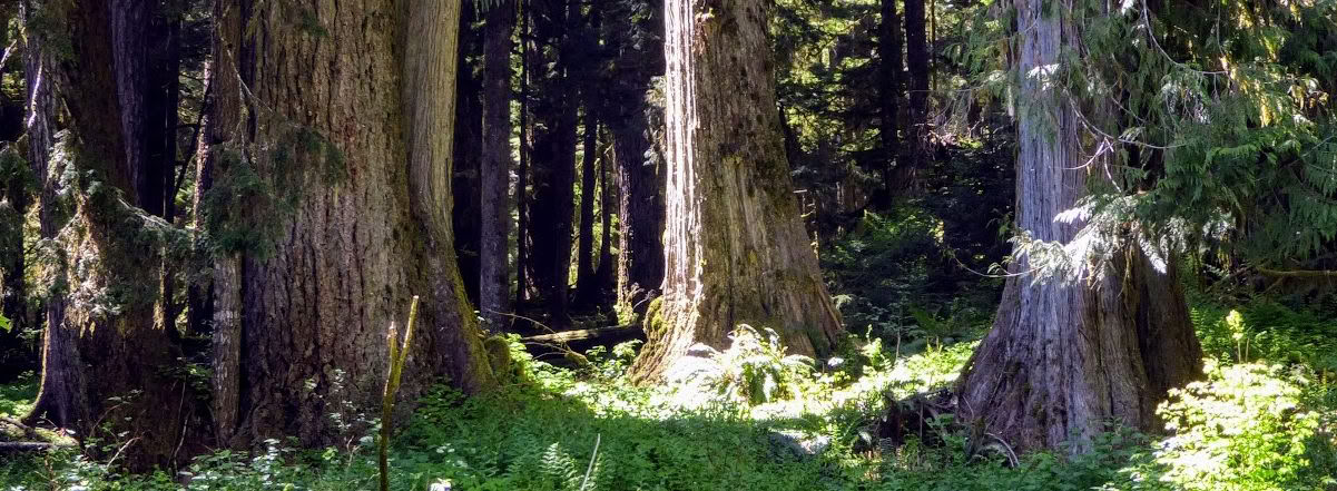 Retiro de sanación en Frog Creek, WA
