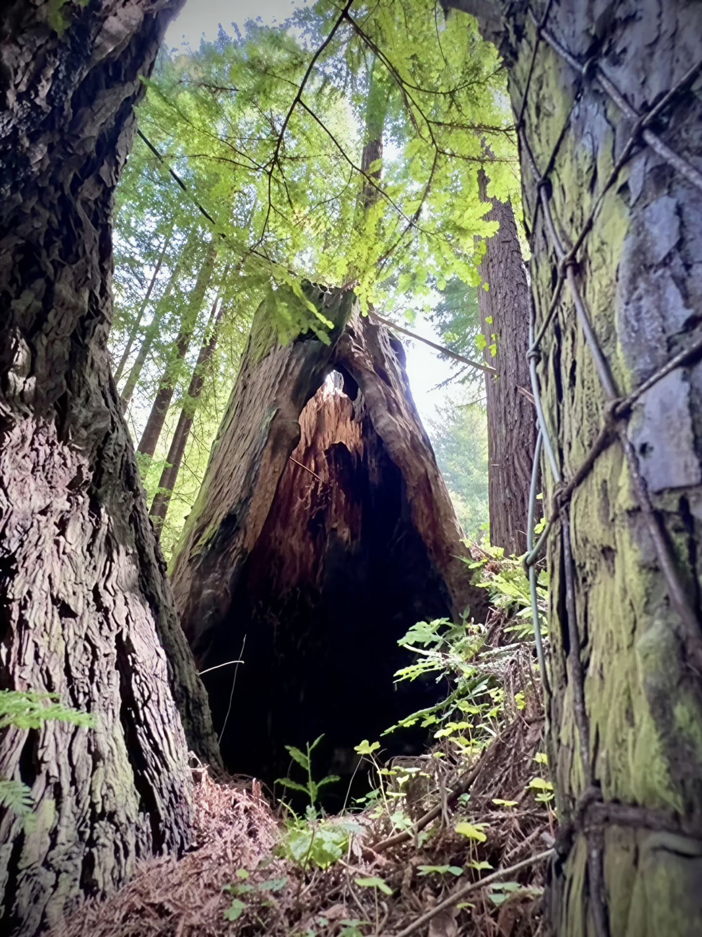 Baño de bosque