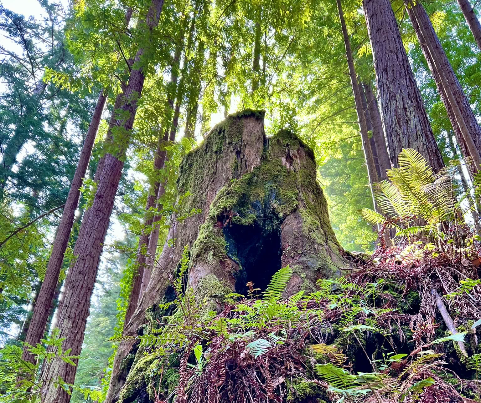Baño de bosque