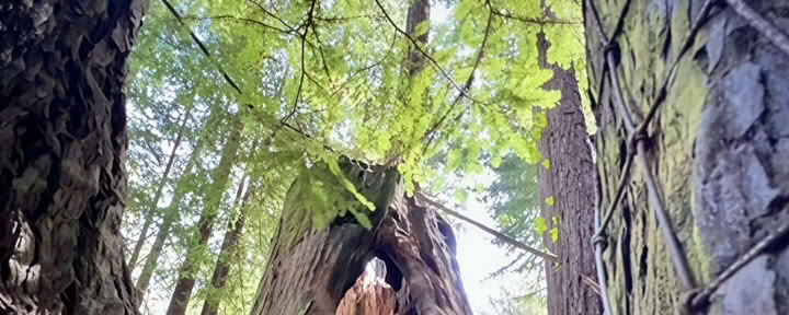 Baño de bosque
