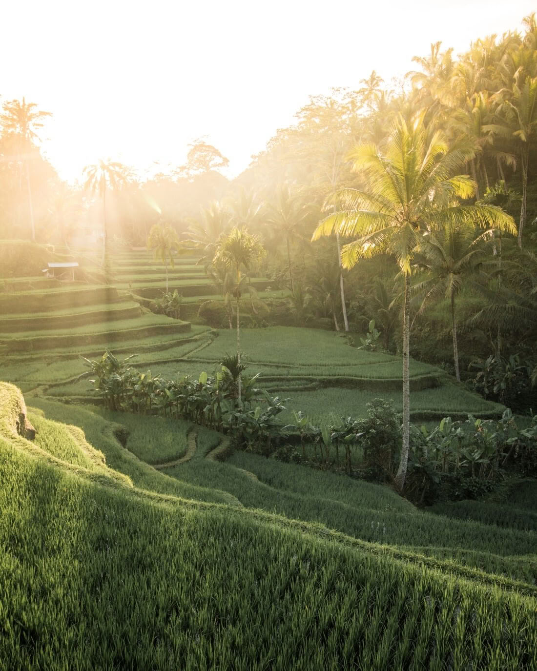El Camino Integrado: Retiro de Yoga de 6 Noches en Koh Samui, Tailandia