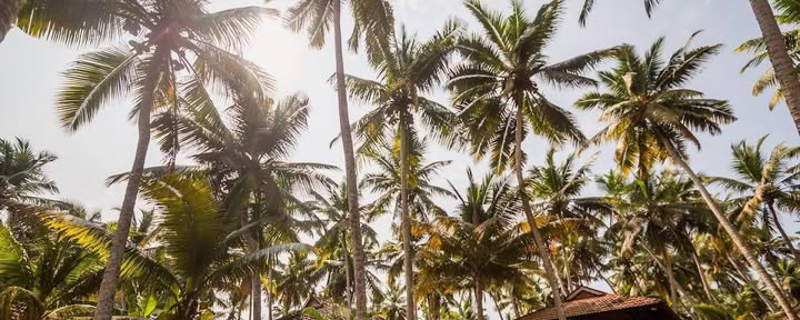 Retiro de yoga y ayurveda en India - 1 de septiembre