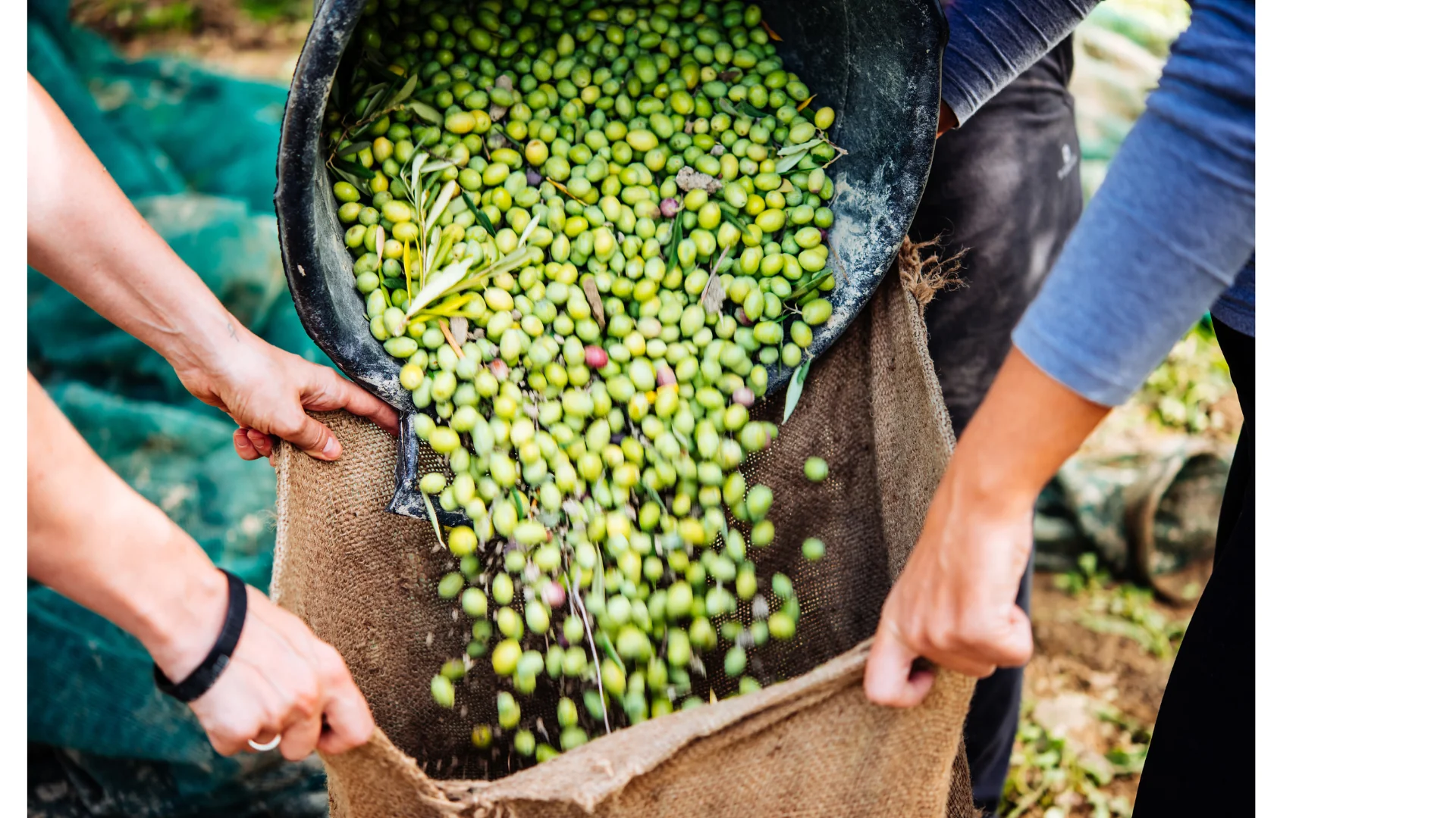 Silencio de la Cosecha – Cosecha Consciente de Aceitunas 2027