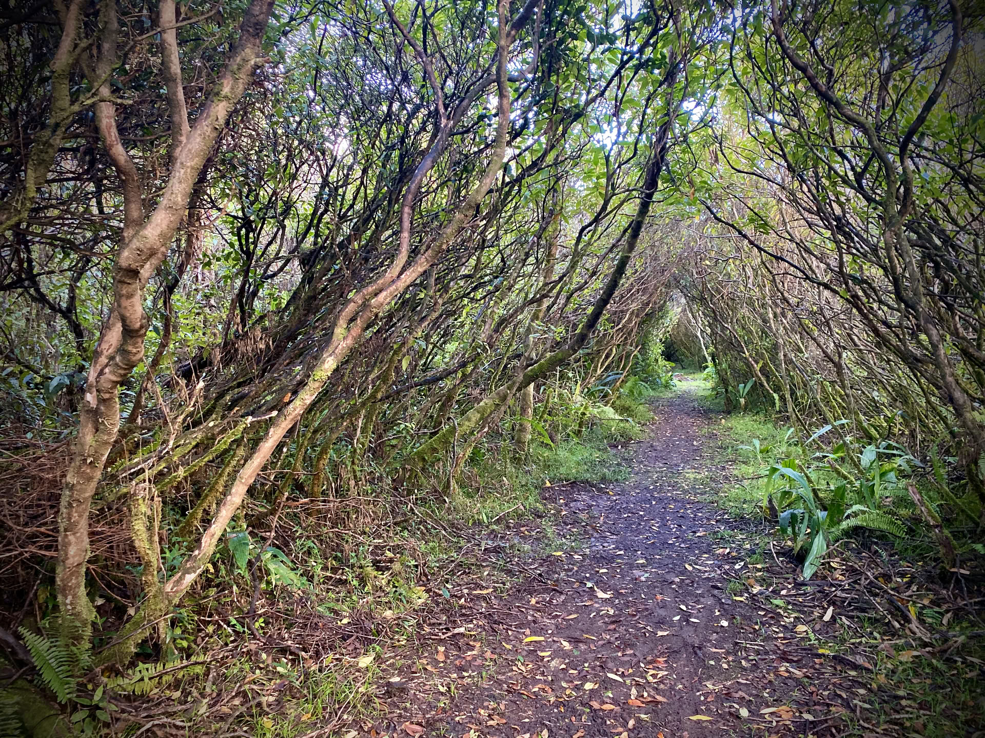 Recorrido a pie por la selva tropical