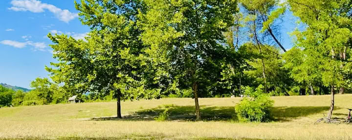 Enraizado en la naturaleza: un retiro de yoga y qi gong bajo los árboles