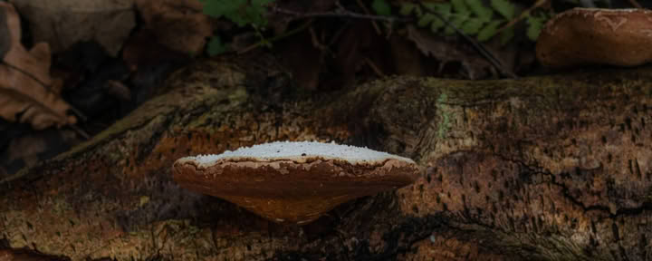 Fin de semana salvaje – Hongos medicinales