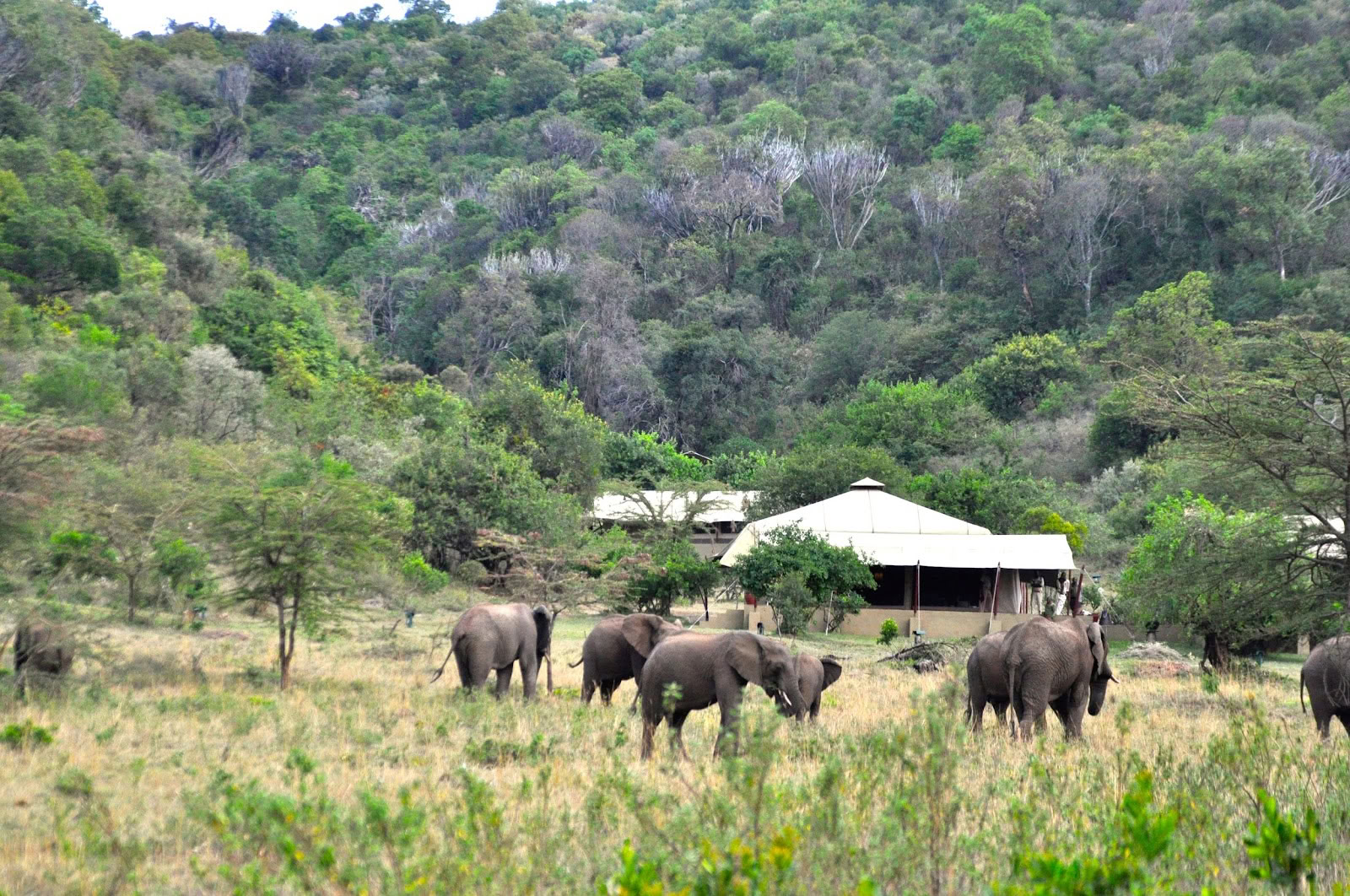 Safari y Yoga