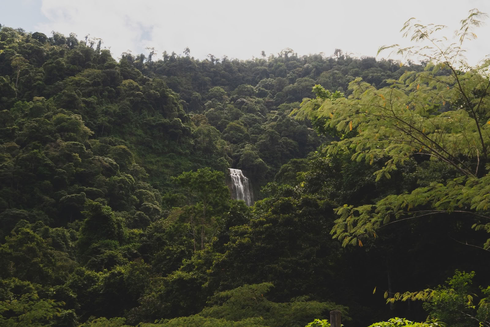 Finca Shambhala Orgánica