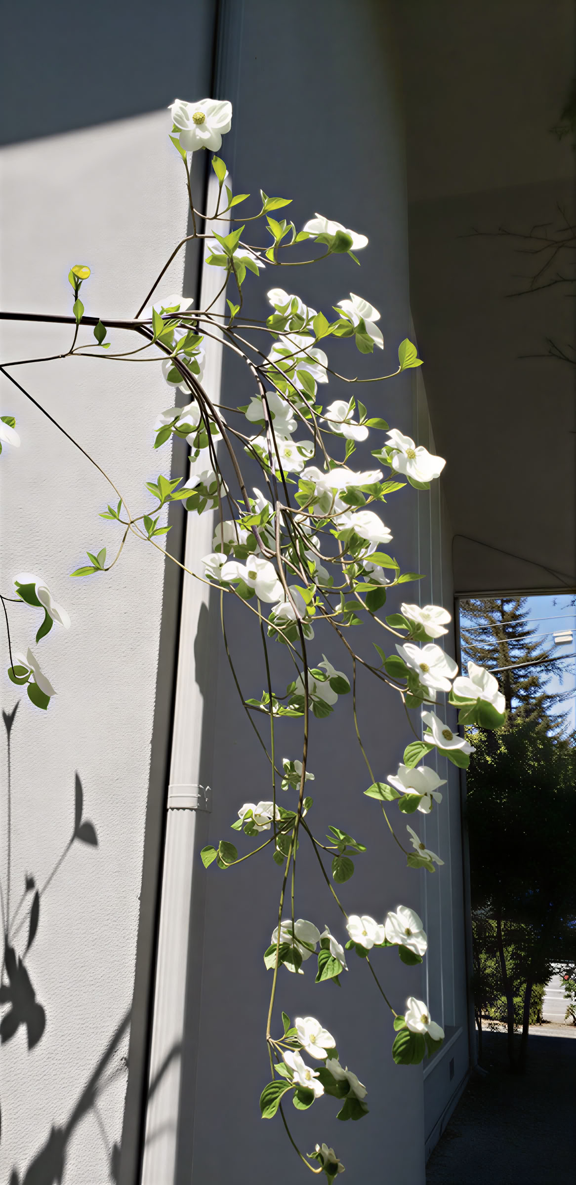 Centro de Meditación Vipassana