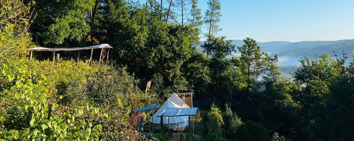 Carpa campana